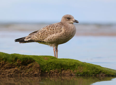 Herring gull | Cornwall Wildlife Trust
